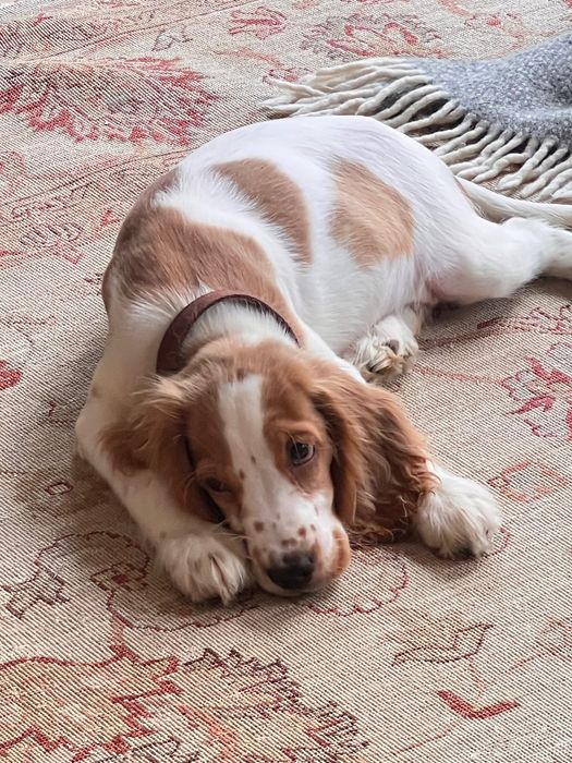 Male Cocker Spaniel Inglês – 3 Meses