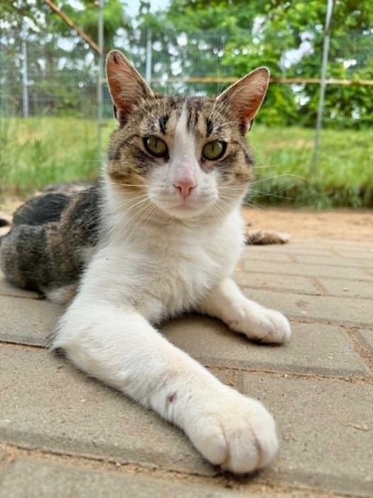 POCISK kot kocurek kochany adopcja schronisko