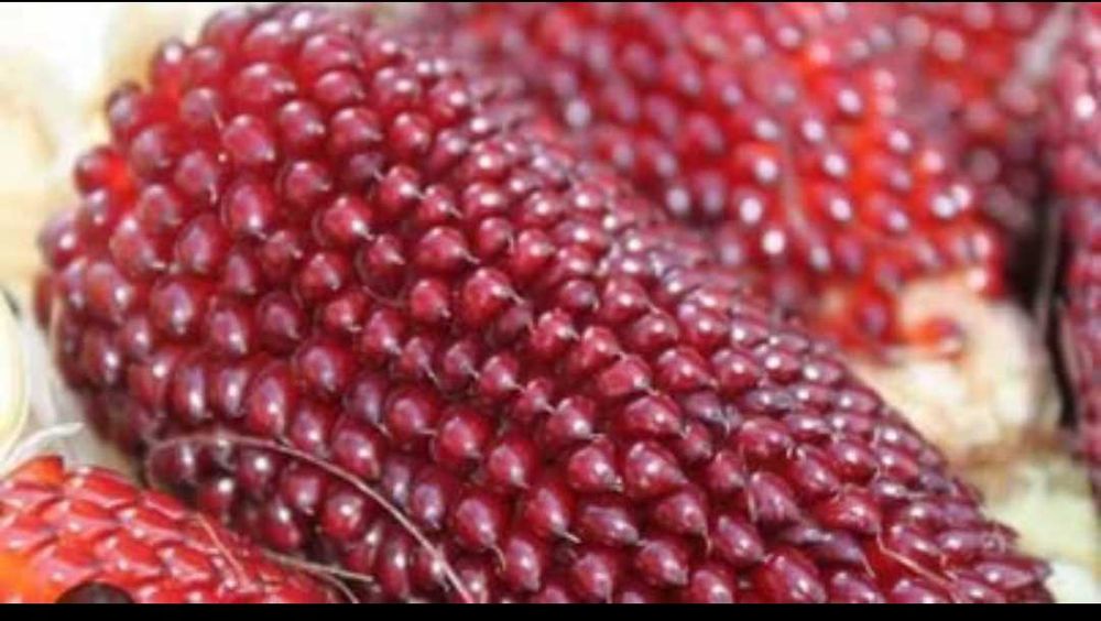 Milho pipoca morango