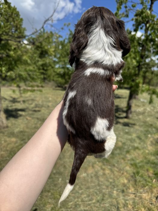 Бомбезний хлопчик Англ кокер