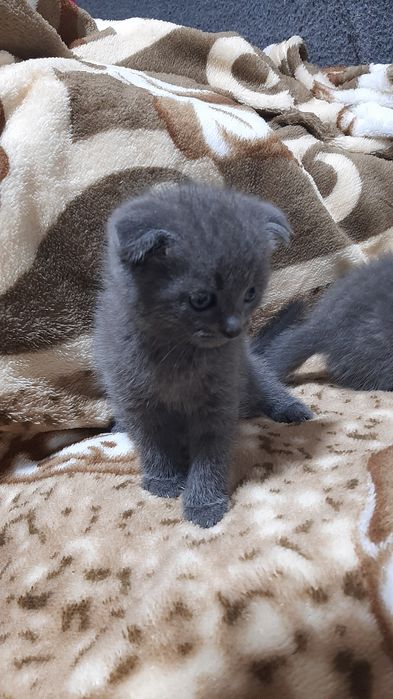 Висловухі  кошенята