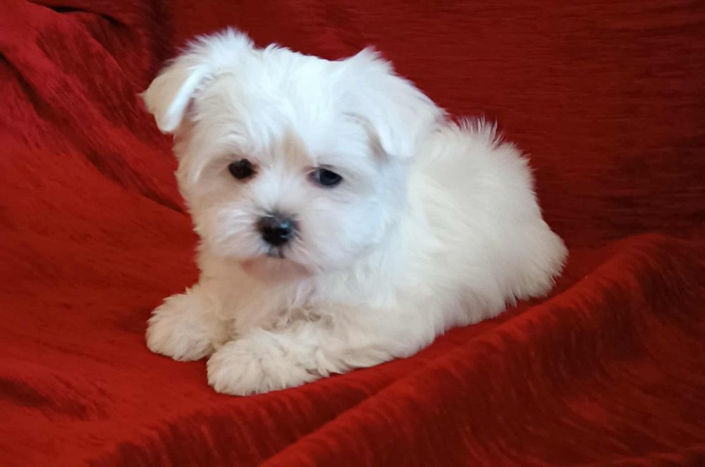 MALTAŃCZYK piesek - maleńki (XS)