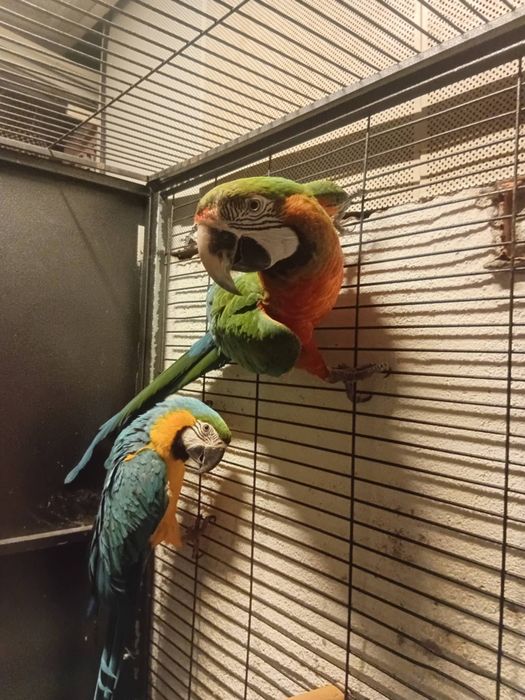 Casal fêmea Ararauna macho arlequim