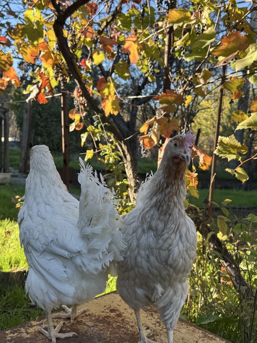 Куры несушки ломан сенди