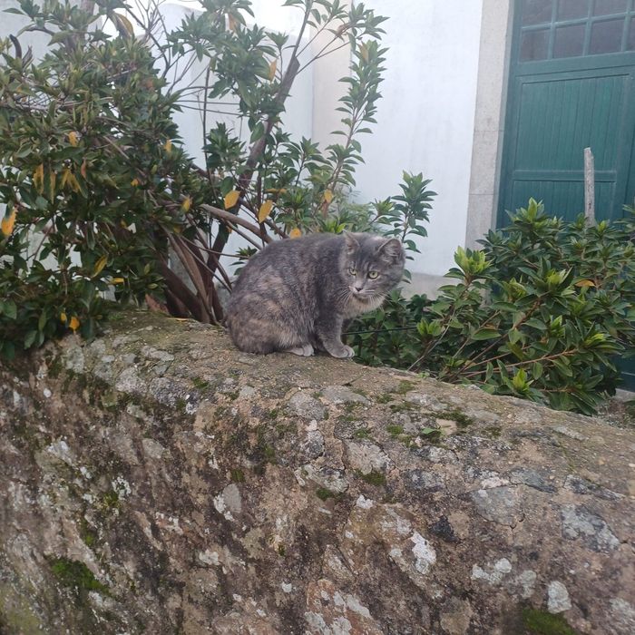 Gatinha 6meses muito meiga esterilizada