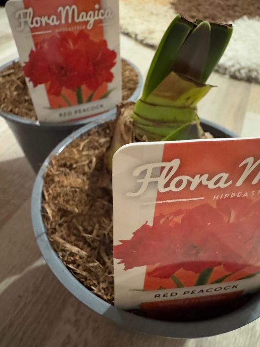 Гиппеаструм Red Peacock Амариллис Ред Пікок