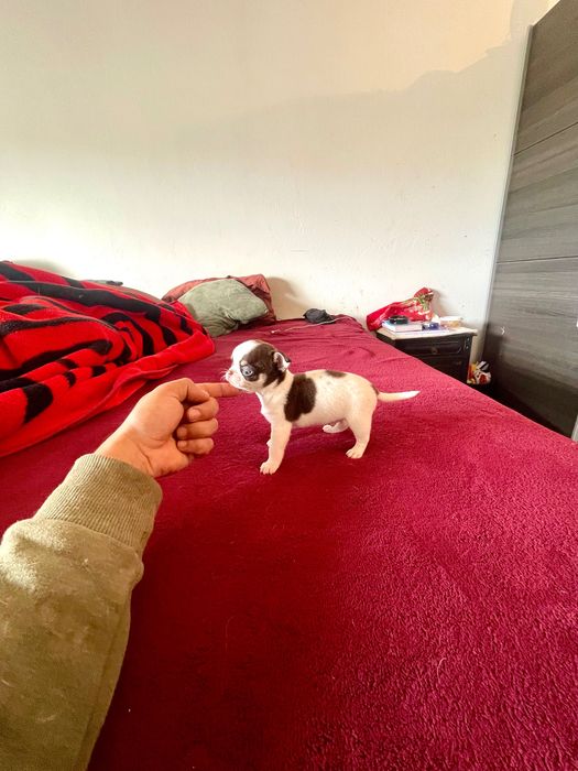 Chihuahua macho pelo curto Um exemplar