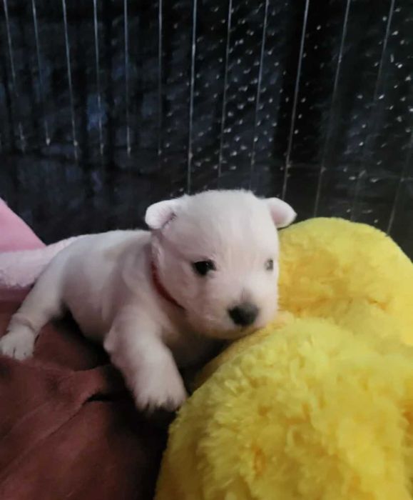 West Highland White Terrier
