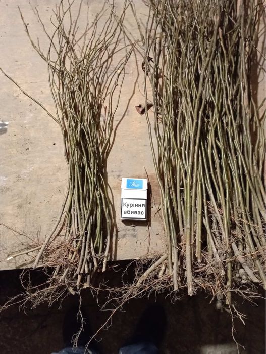 Айва s1 айва-29