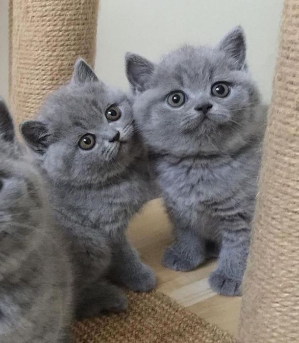 Шотландские плюшевые котята.