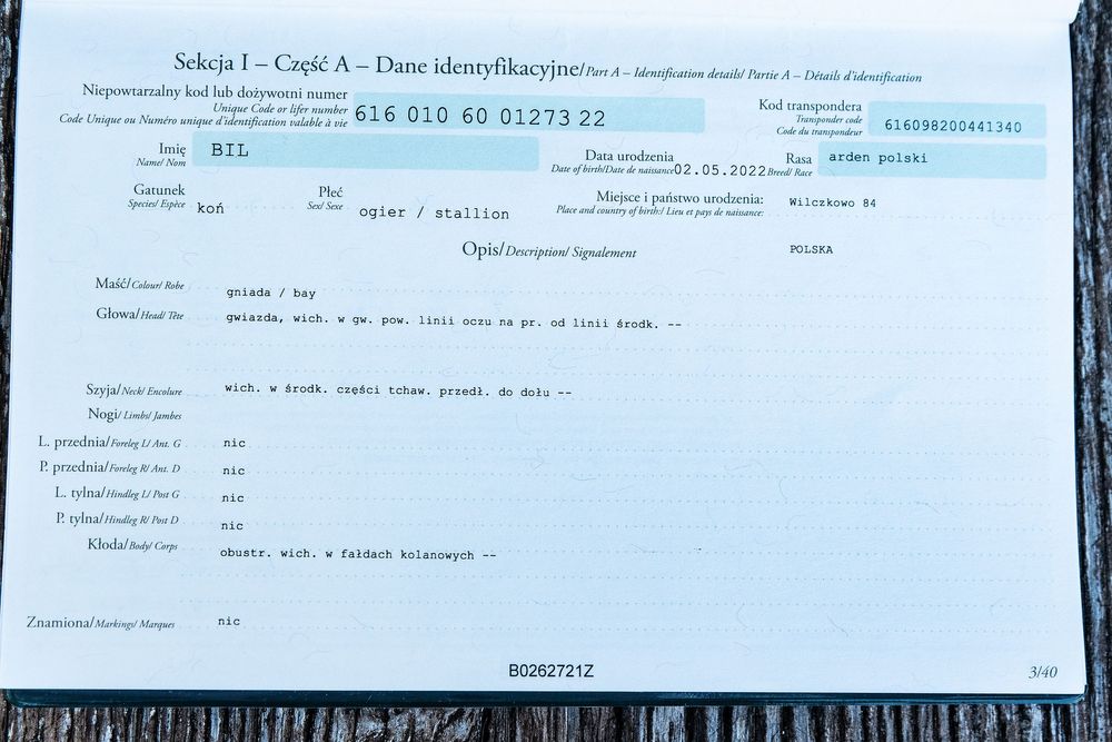 Sprzedam ogiera rasy Arden Polski