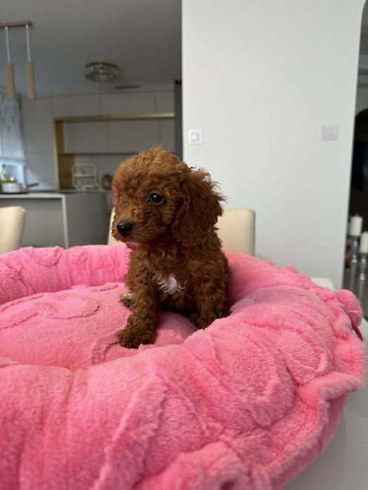 Sunia Pudel miniatura