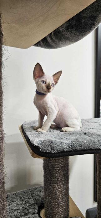 Wolna Tulaśna Kotka point UMBRIA Devon Rex niebieskie oczy ( UMBRIA )