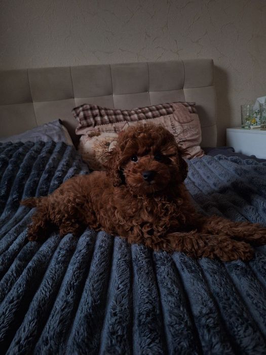 Продаж цуценята той пудель Ред Браун