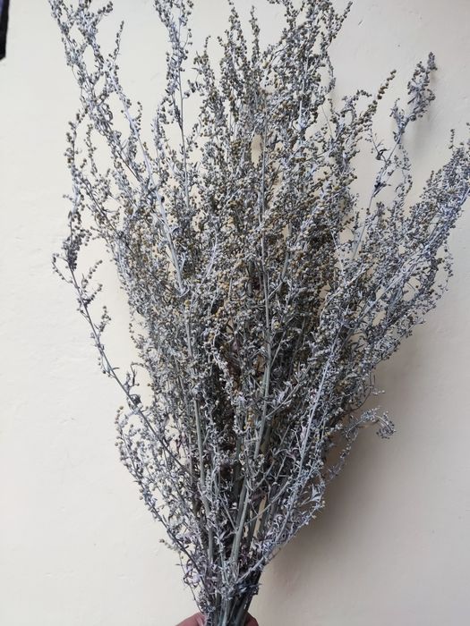 Duża wiązka piołunu z kwiatem