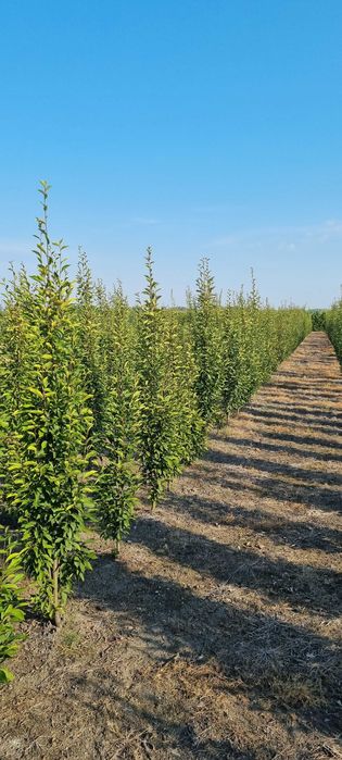 Żywopłot. Grab kolumnowy fastigiata 220/240 cm. Dostawy Cała Polska.