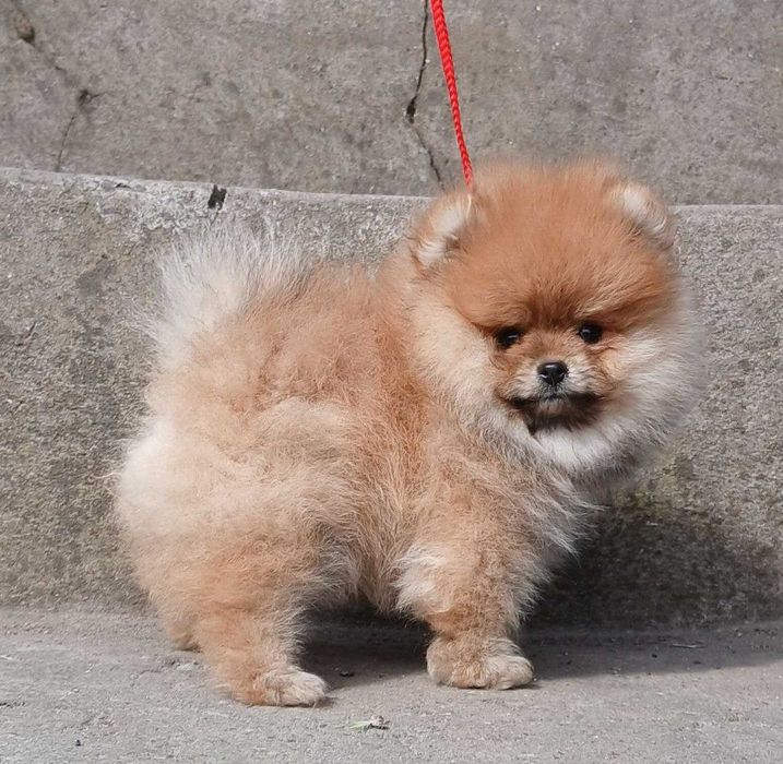 грайливий хлопчик