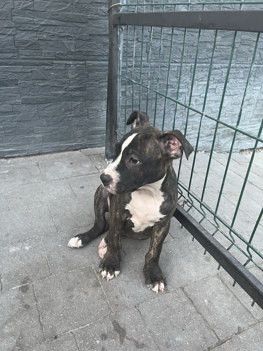 Piesek rasy Amstaff