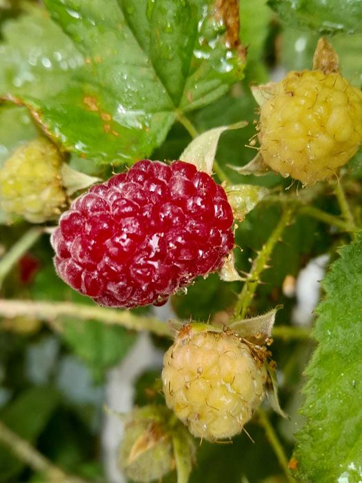 Rebentos de Framboesas