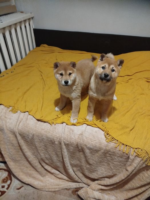 Продам щенки шиба іну