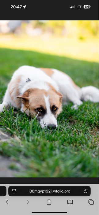 Прилаштовується собака