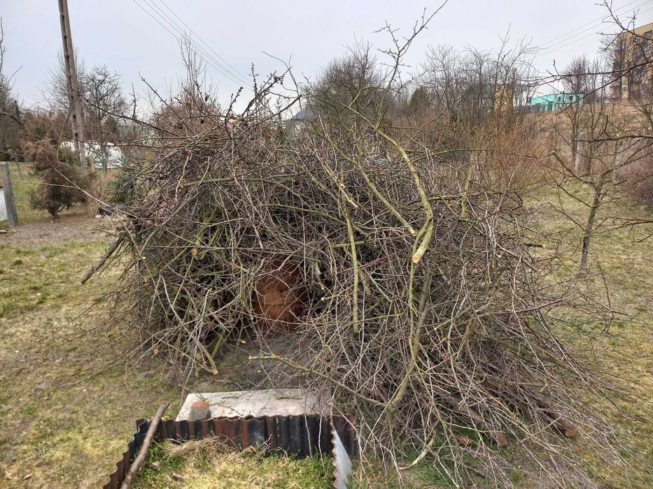 Oddam za Darmo Gałęzie owocowe gałęziówka na opał drewno drzewo