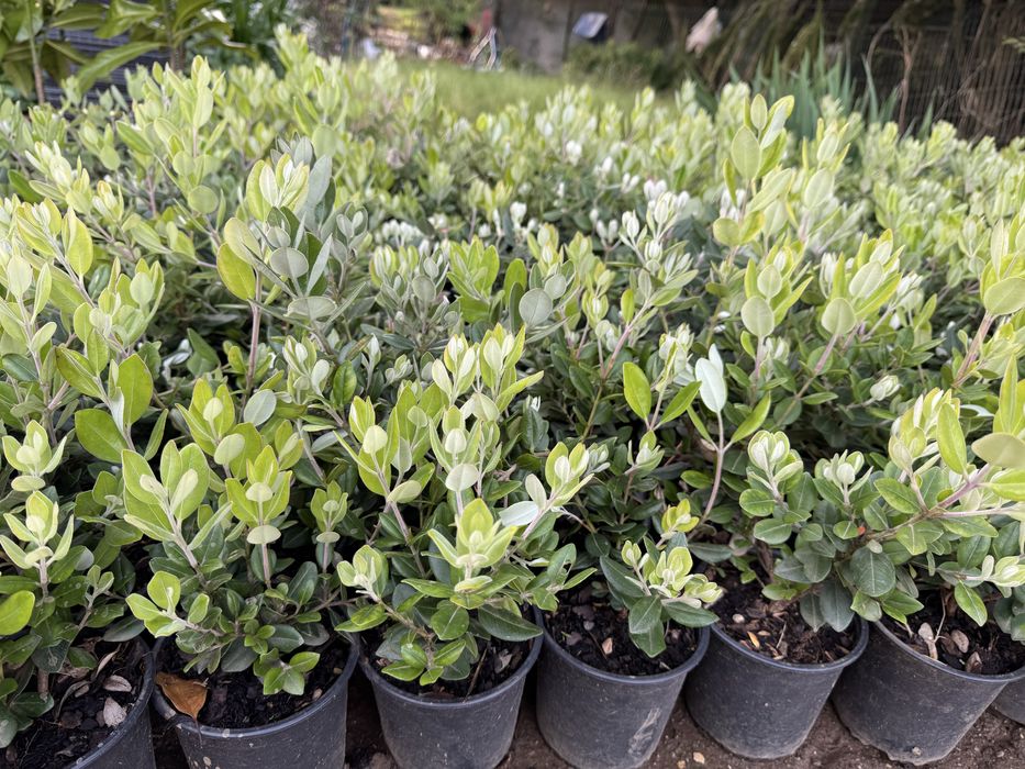 Metrosideros excelsa