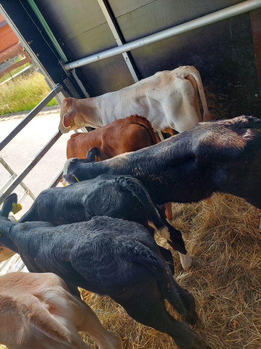 Sprzedam cieleta Wojtyszki