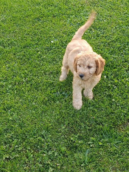 Goldendoodle mini śliczny piesek