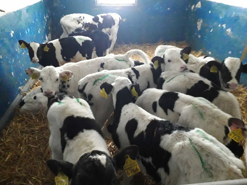 Cielaki Simental, żeruny, na mleko byczki, jałówki 60-200kg