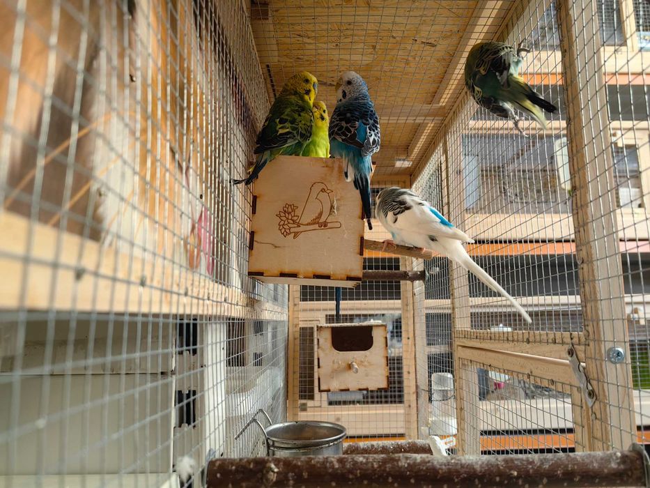 papuga,papugi faliste ,samce , samiczki