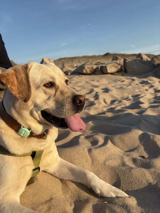 Labrador beje para criação