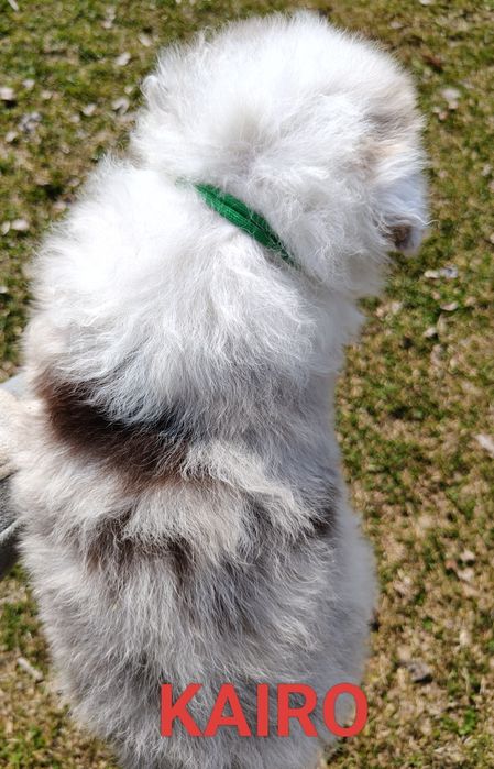 Szczenięta Border collie