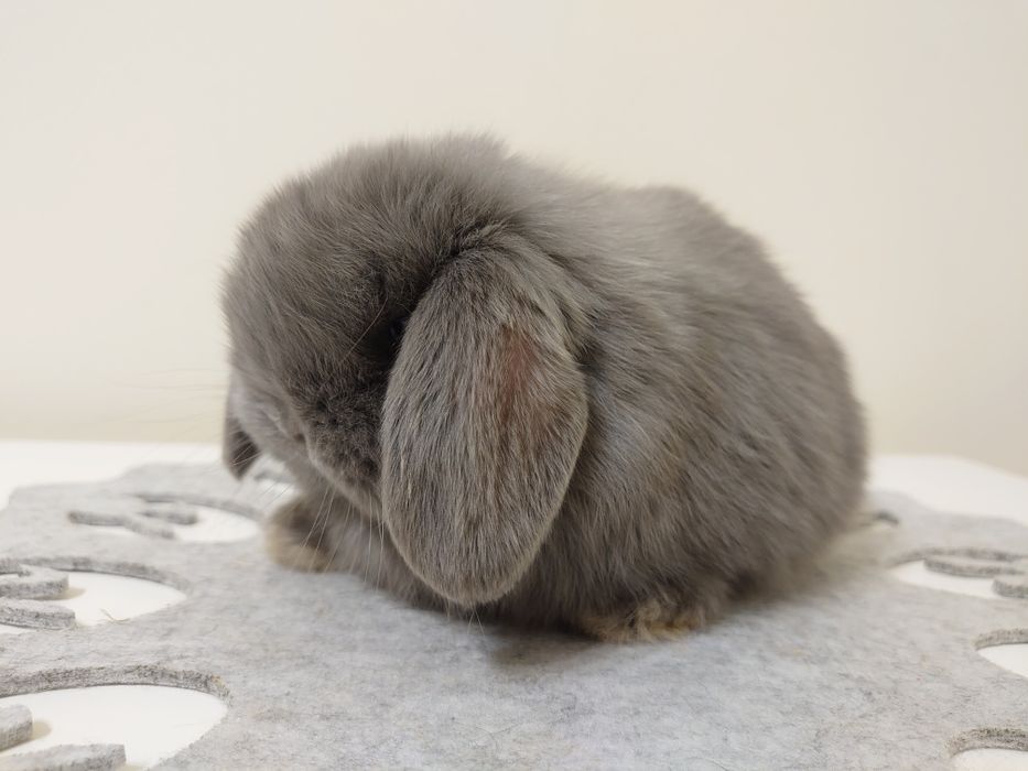 Królik Mini -Lop