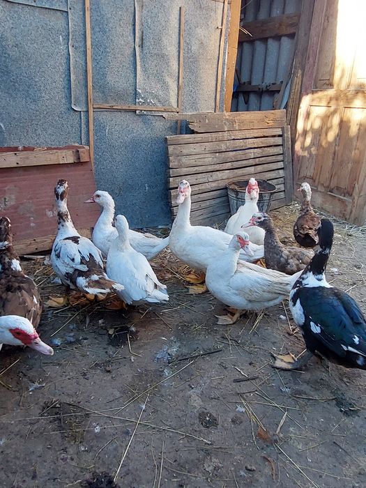 продаю індокачки