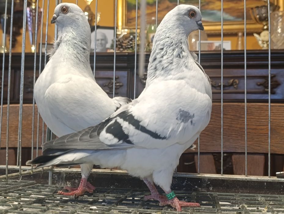 Mewka, mewki włoskie, wysyłam, gołębie ozdobne