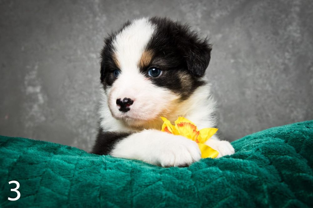 Owczarek australijski - suczka Black Tri