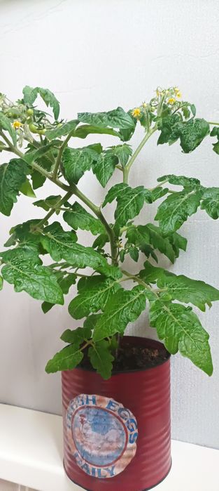 Томати балконні в горшику.