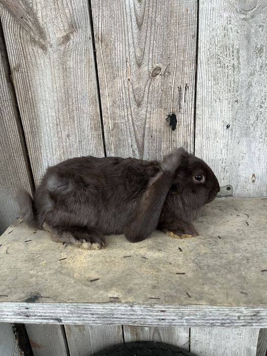 Baran francuski hawana