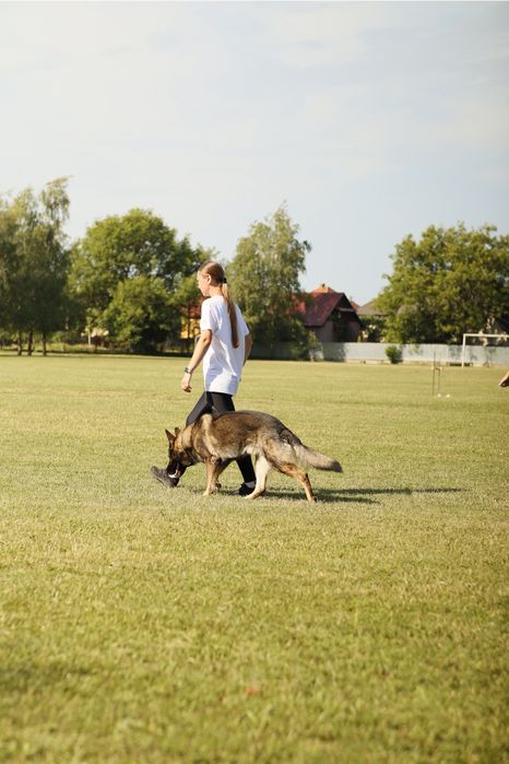 Кінолог | Дресирування собак у Мукачеві