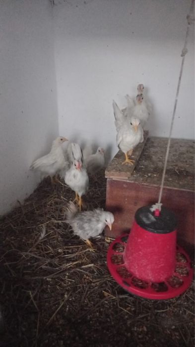 Galinha e galos serama