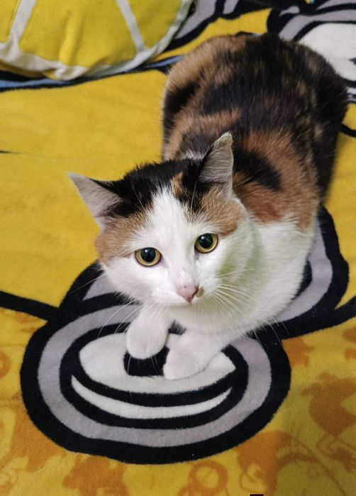 Marfa szuka kochającego domu