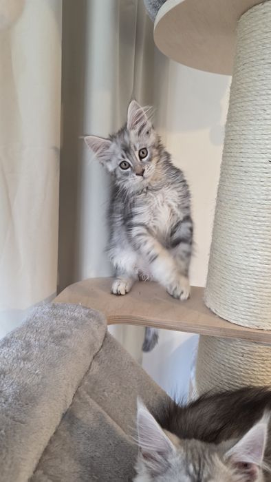 Kotki WCF FPL  Maine coon shaded