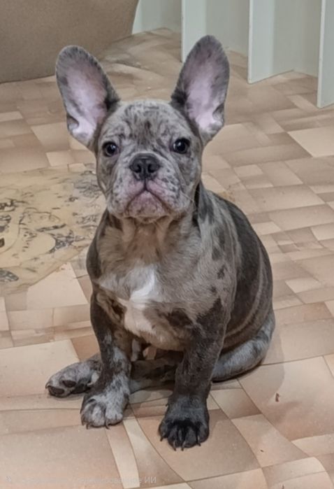 Продам щенка французский бульдог.