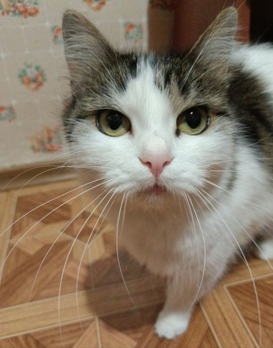 Пропала кошка кичкас