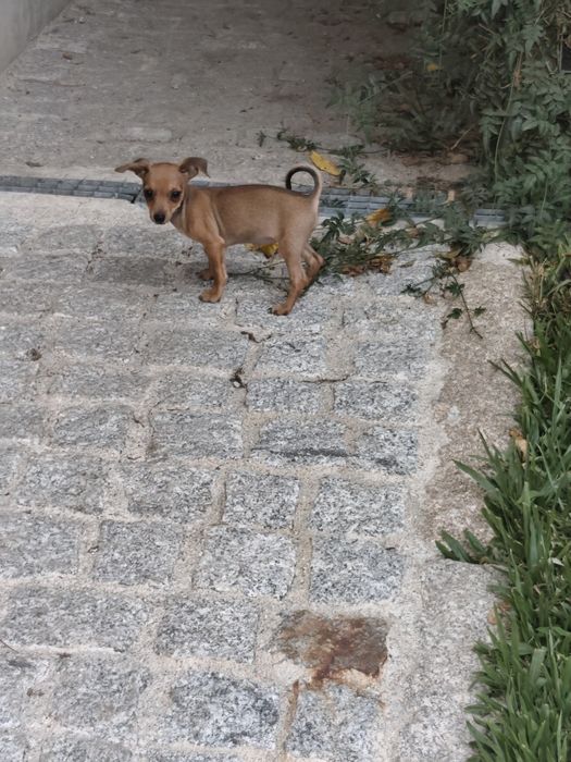 Pinscher fêmea mini