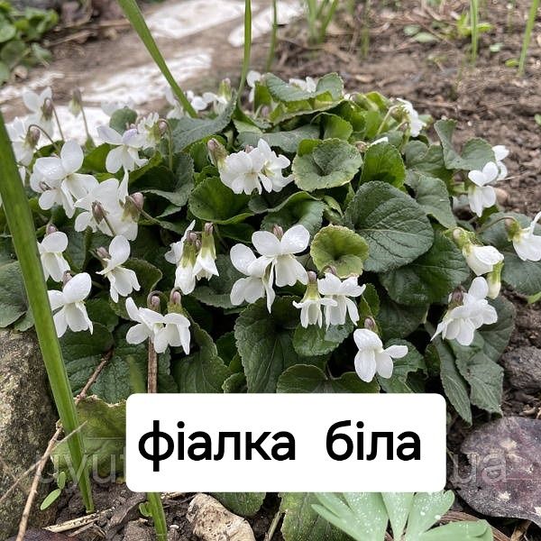 Квіти з власного саду.