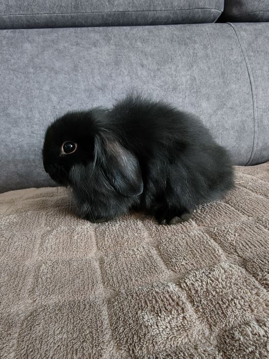 Króliczki miniaturki baranek/lop