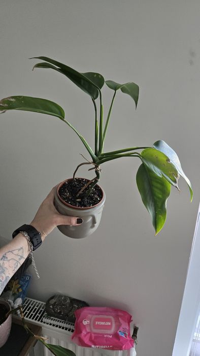 Філодендрон, Антуріум, Епіпремнум Гігантенум