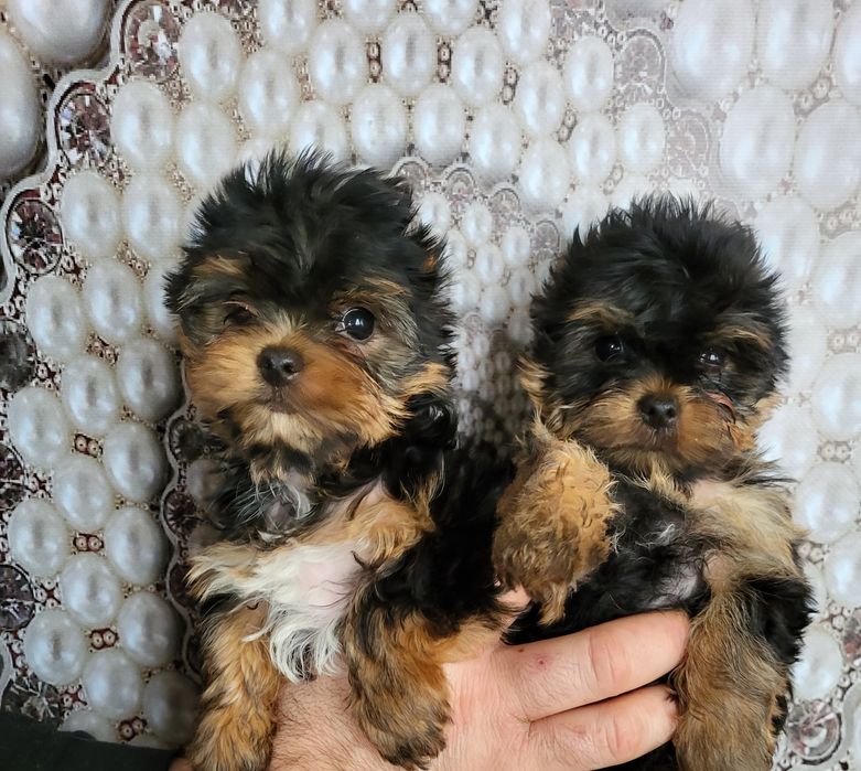 Розкішні міні цуценята